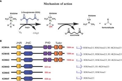 KDM4 Involvement in Breast Cancer and Possible Therapeutic Approaches